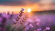 Sun dipping below horizon behind lavender field, magical, radiant colors, serene mood