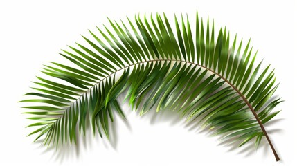 Poster - A modern illustration of tropical coconut leaves. Modern illustration of flora isolated on a white background.