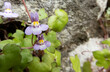 Cymbalaria muralis, ivy-leaved toadflax or Kenilworth ivy flowers closeup front view.