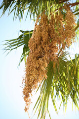 Wall Mural -  Acoelorrhaphe wrightii, known as the Paurotis palm, Everglades palm or Madeira palm . The seeds of the female plant