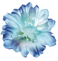 Wall Mural - blue  tulip flower  on white isolated background with clipping path. Closeup. For design. Nature.