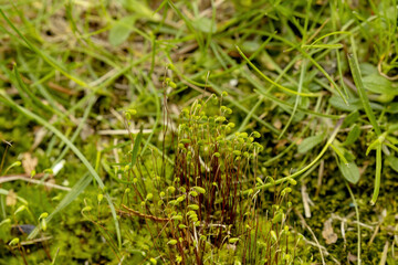 Canvas Print - Moss .Physcomitrium is a genus of mosses, commonly called urn moss, that includes about 80 species and has a cosmopolitan distribution.