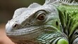An Iguana Eyes Scanning For Movement