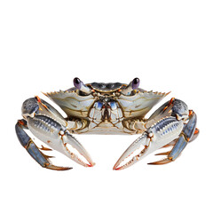 atlantic blue crab aquatic animal on isolated transparent background