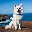 Cool American Eskimo Dog perched on a cliffside overlooking a tranquil blue ocean with waves crashing against the rocks below
