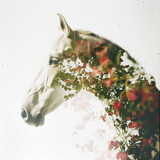 Fototapeta  - Flowers combined with a white horse using double exposure