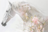 Fototapeta  - White horse with a flowing mane on a white background among flowering branches
