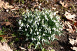 Big group of white graceful flowers of a galanthus revealed meeting spring.