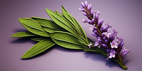 3D rendering of a lavender plant with green leaves and purple flowers on a purple background.