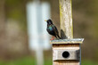 A starling bird on a birdhouse
