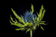 The flower of a blue thistle