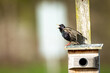 A starling bird on a birdhouse