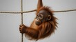 Baby Sumatran Orangutan hanging on rope against white background .Generative AI
