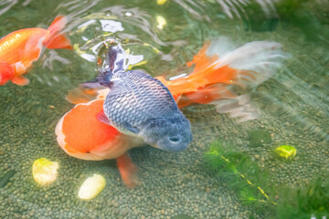 Wall Mural - Goldfish in aquarium fish pond close up