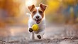 joyful jack russell terrier dog brings tennis ball, enjoying playful outdoor run