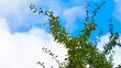 © Manuel Muñoz Acuña - Ramas de un arbol con hojas verdes. Fondo de cielo azul y nubes