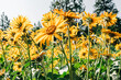 Field of yellow Arrowleaf balsamroot blooms in Montana