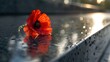 Cinematic close-up shot of a vibrant red poppy resting gracefully on a war memorial, framed by the solemnity of the monument, echoing the sacrifices made for freedom