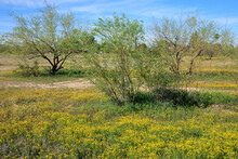 Bright Yellow And Green Spring Colors Of Daisy Flowers And Mesquite Trees In Undeveloped Desert Patch In Residential Neighborhood Of Phoenix, Arizona