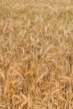 Fototapeta  - Vertical shot of a ripe wheat field ready for harvest