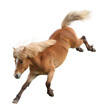 A pony is running and jumping dynamic pose in the air isolated on white or transparent background, png clipart, design element. Easy to place on any other background.