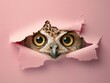 Surprised animal eyes peeking through a torn pastel paper gap, capturing whimsy and shock.