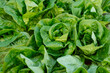© Kristin Duvall/Stocksy - Fresh lettuce closeup