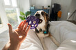 © Raul Navarro/Stocksy - Cute dog playing with toy on the bed at home. Pet care concept