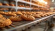 Chocolate chip cookies on a conveyor belt in a bakery factory