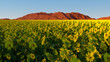 © Alexander Mils/Stocksy - Sunflower Splendor Against Red Mountain Range
