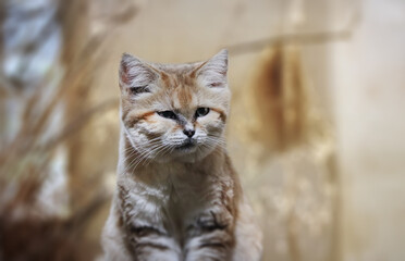 Wall Mural - Portrait of little sand cat Felis margarita.