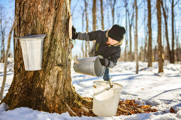 sugar shack, child having fun at mepla shack forest collect maple water