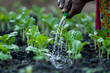 Farmers hand watering little plants in honor of world environment day