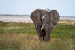 Ausgewachsener Elefantenbulle der durch hohes Gras an der Ethosha Pfanne in Namibia läuft