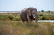 Ausgewachsener Elefantenbulle der durch hohes Gras an der Ethosha Pfanne in Namibia läuft