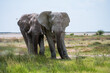 Ausgewachsener Elefantenbulle nder durch hohes Gras an der Ethosha Pfanne in Namibia läuft
