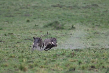 warthogs fighting  for supremacy in Masai Mara national park