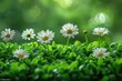A lush green lawn with small daisies growing in the grass