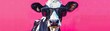 A humorous portrait of a cow wearing sunglasses against a bright pink backdrop.