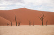 Dead trees in the sand pan of Deadvlei in the Sosusvlei area in the Namib desert