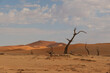 Dead Camel Thorn Trees  in front of Dune at Deadvlei in Namibia