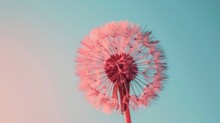 Smooth Gradient From Sky Blue To Pale Rose, Emphasizing A Minimalist Dandelion In The Breeze.