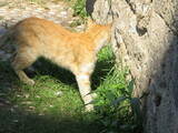 Fototapeta Lawenda - Wild cats
