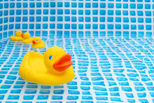 Rubber Ducks In Pool