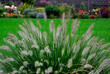 kępa kwitnącej rozplenicy japońskiej na tle ogrodu, rozplenica japońska (Pennisetum alopecuroides), Pennisetum grass, fountain grass 