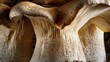The Essence of Umami: King Oyster Mushroom in Luxurious Detail