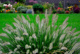 Fototapeta Lawenda - kępa kwitnącej rozplenicy japońskiej na tle ogrodu, rozplenica japońska (Pennisetum alopecuroides), Pennisetum grass, fountain grass 