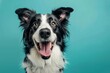 Studio headshot portrait of smiling border collie looking forward with mouth open and tongue out against a teal blue background