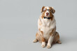 Cute Australian Shepherd dog with bow tie and eyeglasses on grey background