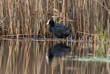 Fototapeta Zwierzęta - The Eurasian coot, Fulica atra, floats on the water in its natural habitat, a beautiful water bird swims calmly on the water, a high-pressure water bird, a bird under protection